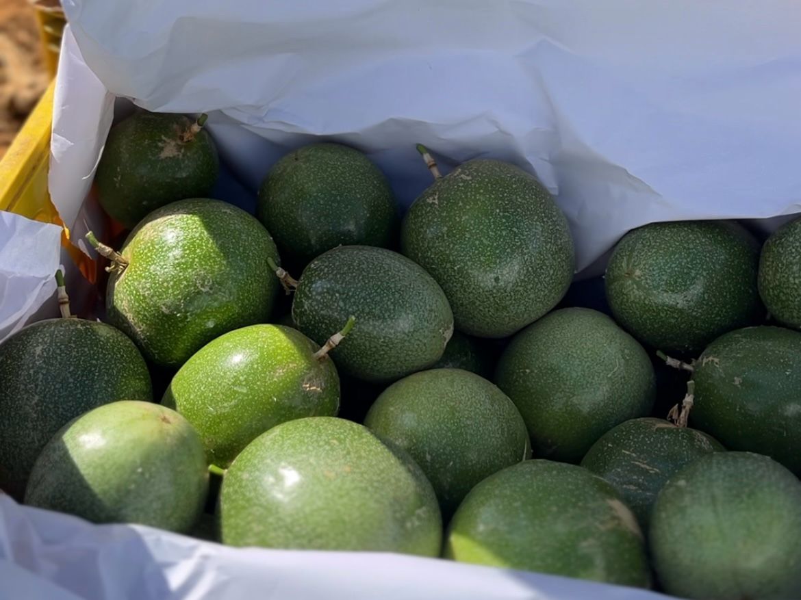 PROGRAMA AGORA TEM ATER TRANSFORMA A VIDA DE AGRICULTORES DE MARACUJÁ EM CACULÉ